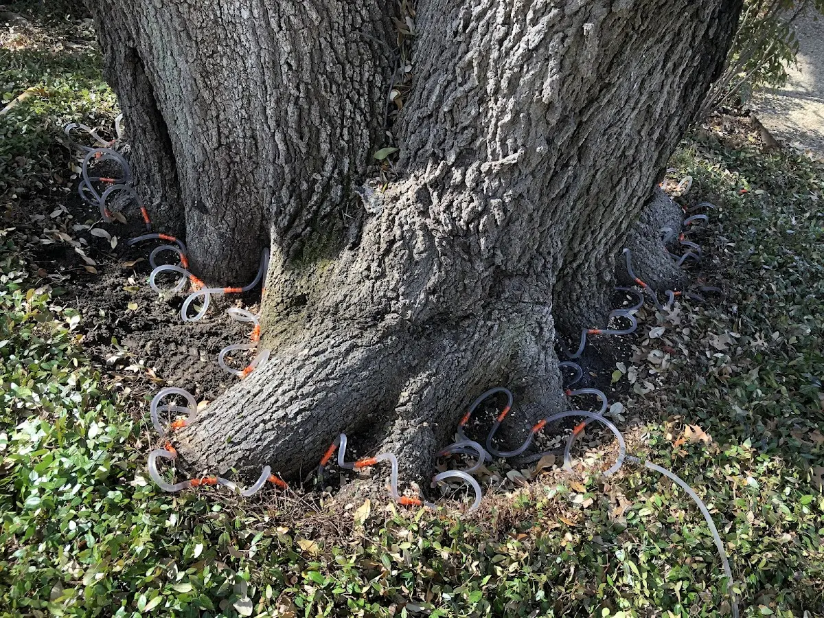 Detailed Tree Cabling and Bracing job site in Long Beach